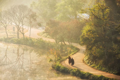 High angle view of men walking on road in forest