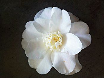 Close-up of white flowers