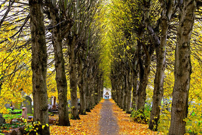 Footpath amidst trees in forest during autumn