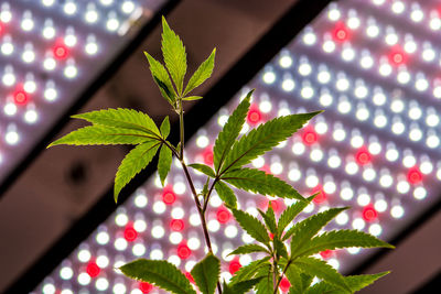 Low angle view of illuminated plant