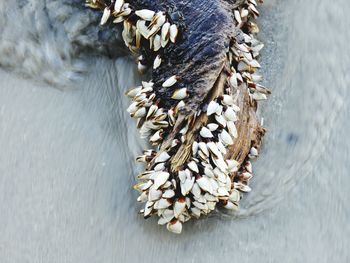 High angle view of shells on sea shore