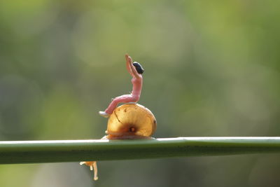 Close-up of bird against blurred background