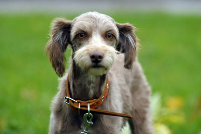 Close-up portrait of dog on field