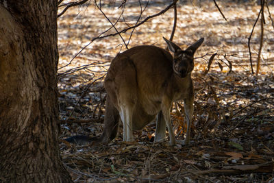 A single kangaroo in australia