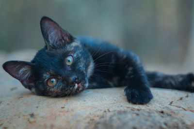 Close-up portrait of a cat lying on floor