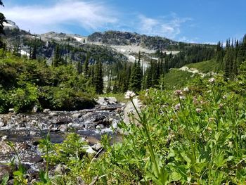 Plants growing on land against sky