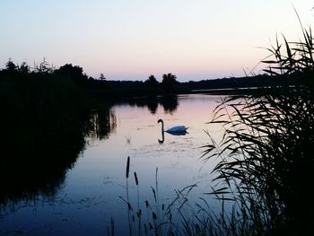 Reflection of trees in calm lake