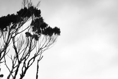 Low angle view of bare tree against clear sky