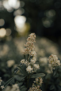 Close-up of white flowering plant