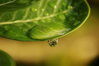 Close-up of water drop of leaf