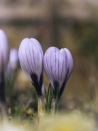 Close-up of purple crocus