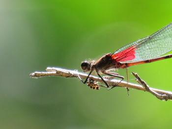 Close-up of damselfly on leaf