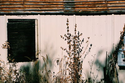 Plants growing on old abandoned building