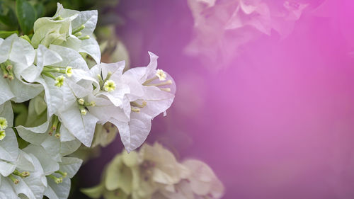 Close-up of purple flowering plant