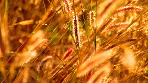 Close-up of wild grass in field