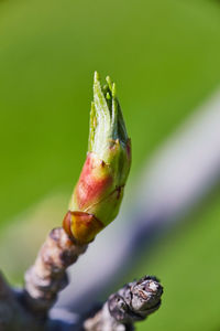 Close-up of plant