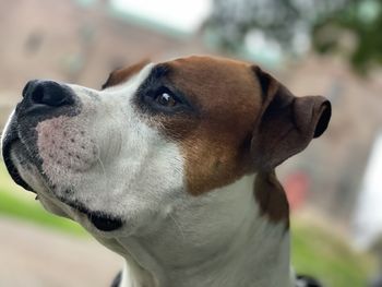 Close-up of dog looking away