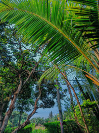 Low angle view of palm trees