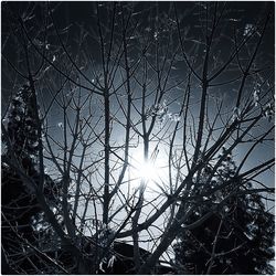 Low angle view of bare trees against sky