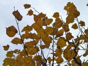 Close-up of dry leaves on tree during winter