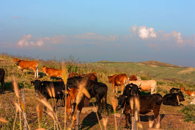 Cows standing in a field