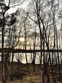 Bare trees in forest against sky