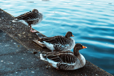 High angle view of birds on lake