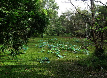 Scenic view of forest