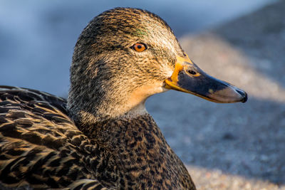 Female mallard or wild duck, anas platyrhynchos. close-up