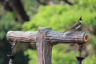 Close-up of bird perching on wood feeder