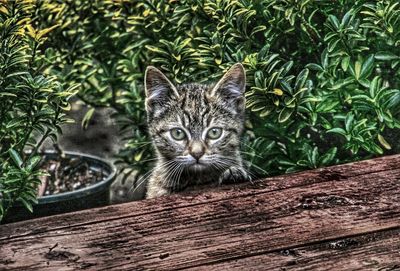 Portrait of a cat