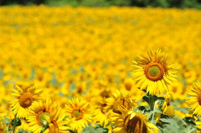 Close-up of yellow flower blooming in field