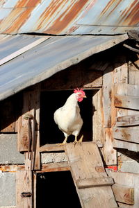 Close-up of rooster perching on wooden barn