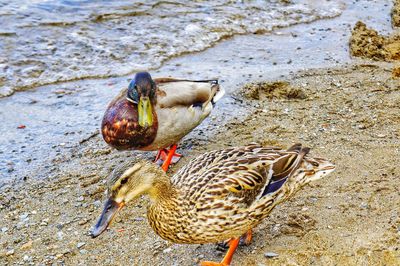 Close-up of ducks