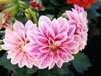 Close-up of pink flowering plant