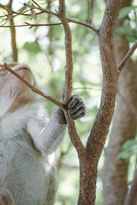 Close-up of lizard on tree branch in zoo