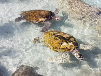 Close-up of turtle