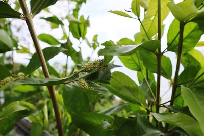 Close-up of insect on plant