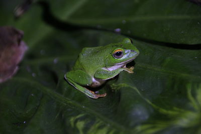 Close-up of frog on plant