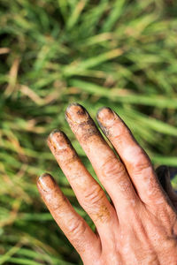 Close-up of hand holding leaf