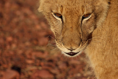 Close-up of lioness in desert