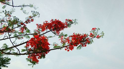 Low angle view of red flowering tree against sky