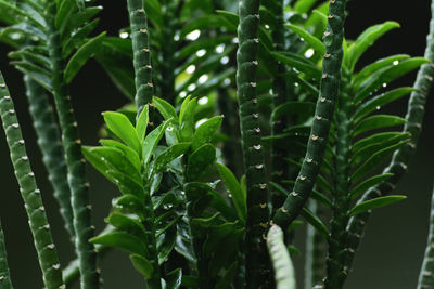 Close-up of wet plant growing outdoors