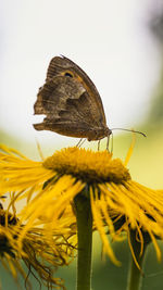 Close-up of butterfly pollinating on flower