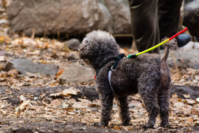 Dog standing on land