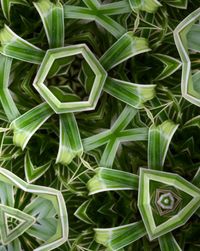 Full frame shot of plants