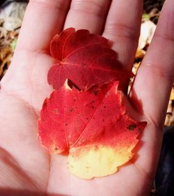 Close-up of person hand holding autumn leaf