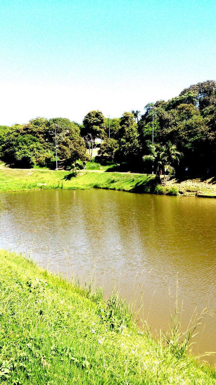 water, clear sky, grass, growth, tranquil scene, tranquility, lake, tree, reflection, green color, beauty in nature, plant, nature, scenics, copy space, pond, day, green, idyllic, blue