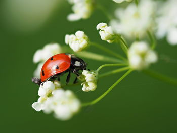 Close-up of ladybug on flower