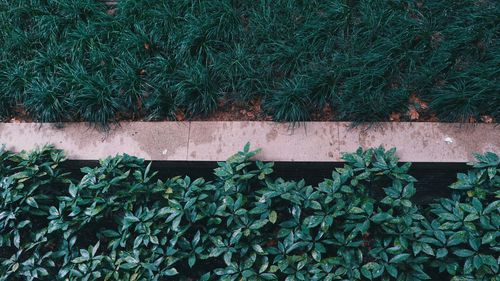 Ivy growing on wall